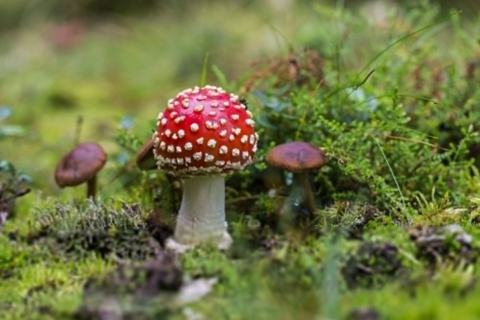 Toenail fungus affects 6-9M Americans